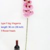 type F big Magenta